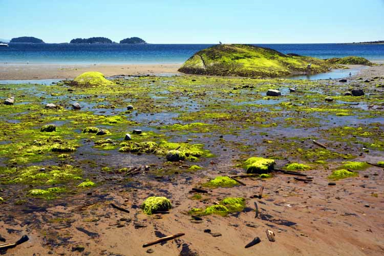 shor lined with algae